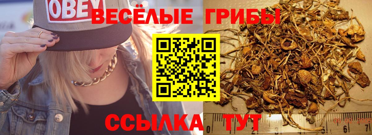 Галлюциногенные грибы прущие грибы  Вход с VPN  Галлюциногенные грибы Psilocybine cubensis  Кимры 